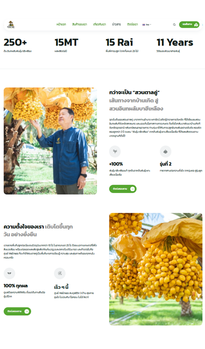 ข้อมูลการปลูกอินทผลัมบาฮีเหลืองสวนตาลคู่ ข้อมูลการปลูกอินทผลัมบาฮีเหลืองสวนตาลคู่